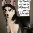للتبني كلب هاسكي سيبيري (معقم)