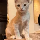 قطوه للتبني