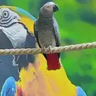 ببغاء كاسكو ذكر متكلم بوضوح