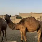 للبيع قعود
