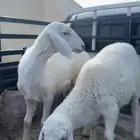 للبيع بهم تربيه