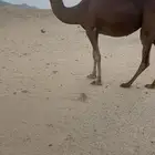 نقه ملقي