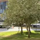 مطلوب معلم قهوة سعودي وشاي