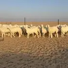 رخال جذعات حرش قطنيه حلال فاخر