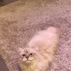 قط هملايا للتبني