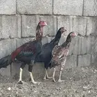 دجاج باكستاني