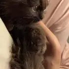 قطط قط