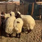 خرفان نعيم جذعان