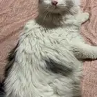 قط ذكر للتبني