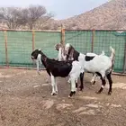 معزا هولندية