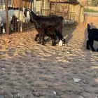 عنز متبع للبيع