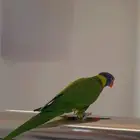 لوري اليف وهدد ومتكلم