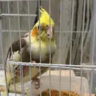 طيور للبيع