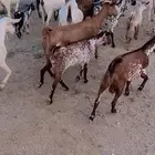 ماعز جنوبي نوع فاخر للبيع