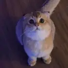 للبيع سكوتش فولد بيور