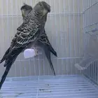 بادجي بلاك