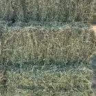 برسيم صافي للبيع