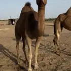 للبيع نياق