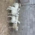 نواع فران ذكور ونثى