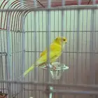 كناري