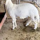 خروف للبيع