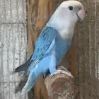 للبيع انثى روز حجم جامبو الي توقف عليه سومه نصيبه