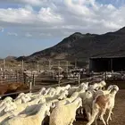 طليان سواكن جادعان شبيه الحري