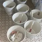 حوض زرع