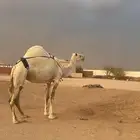 ضريبه خفوت