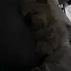 كلب من نوع مالتيز   لعوبة وحبوب