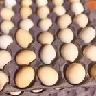 بيض بلدي