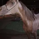 حصان كفو شعبي