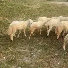 خرفان الموقع بارق   ثلوث المنطر
