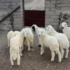 طليان العدد 8