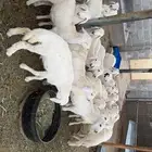 بهم تربيه
