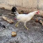 دجاج فراريج للبيع