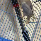 طير روز غير اليف