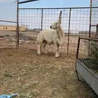 إعلان بيع خروف حري فحل   الحراج