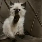 قطط
