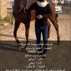 حصان انقلينزي سباق