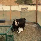 تم البيع