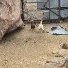 دجاج