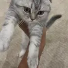 قطه سكوتش فولد انثى