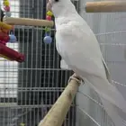 كروان مغني واليف