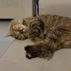 قطة شيرازيه