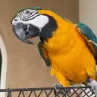 مكاو بلو اند غولد