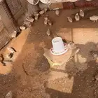 سمان للبيع