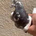 حمام باكستاني