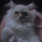 قط ذكر هملايا