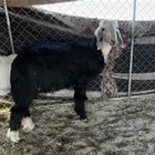 رخل